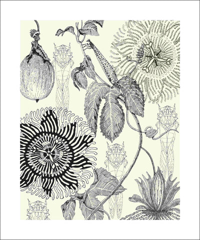 passionfruit pen & ink art print Judith M Boyes