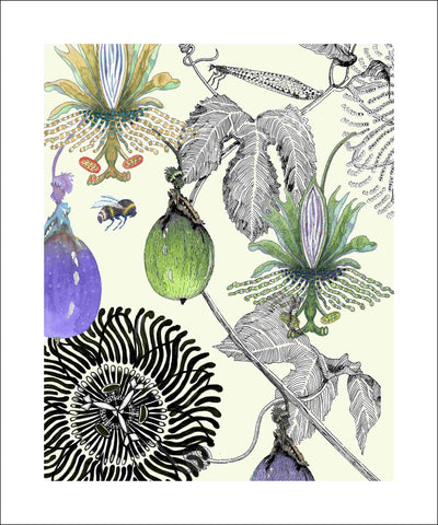 passionfruit art print by Judith M Boyes